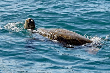 Yeşil deniz kaplumbağası Pasifik Okyanusu mavi sularında Yüzme