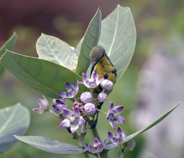 Un girasol hembra de color marrón oliva (Nectarinia-asiatica) alimentándose del néctar de la flor de Calotropis . — Foto de Stock