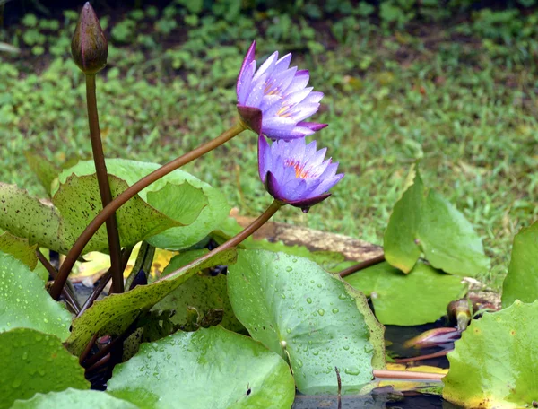 Lírios de água florescendo em uma lagoa de jardim — Fotografia de Stock