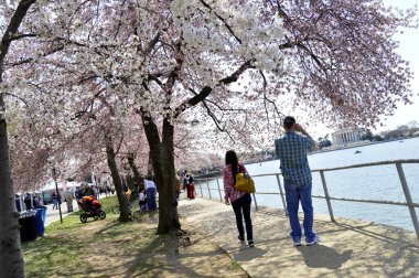 Yürüyüşe ve Washington Dc alanında deprem Havzası kiraz çiçekleri resimleri tıklayarak turist