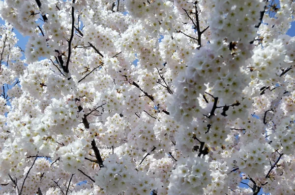 Весенние цветущие сакуры в Вашингтоне — стоковое фото