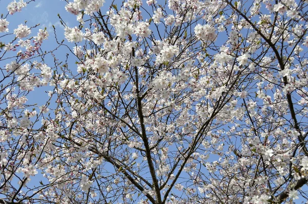 Весенний расцвет вишни в Вашингтоне — стоковое фото