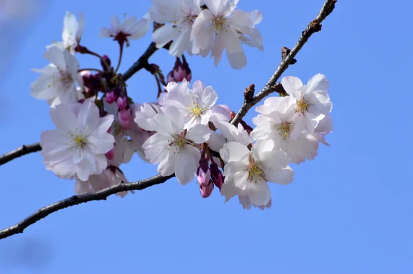 Весенний расцвет вишни в Вашингтоне — стоковое фото
