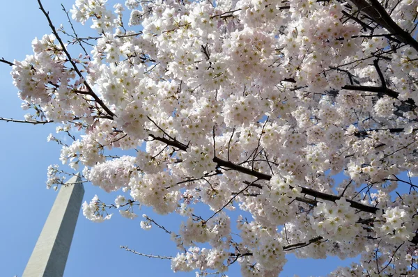 Цветущие вишни в Вашингтоне на фоне монумента Вашингтону — стоковое фото