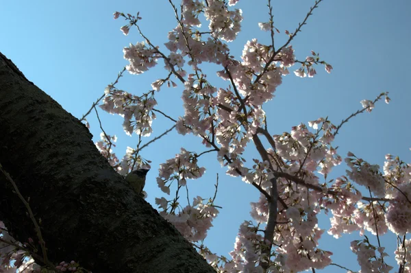 Весенние цветущие сакуры в Вашингтоне — стоковое фото