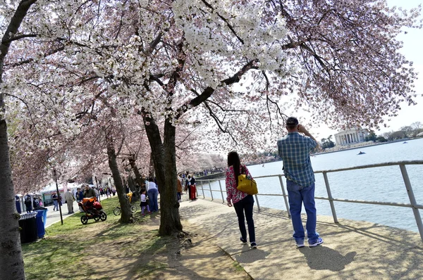 Turister ta en promenad och klicka på bilder av körsbär blommar i Tidal Basin område i Washington Dc Royaltyfria Stockfoton