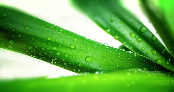 Krople wody na zielonych liściach — Zdjęcie stockowe
