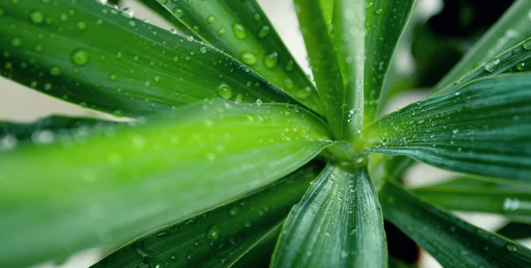 Gotas de água em folhas verdes — Fotografia de Stock