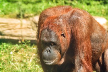 orangutan