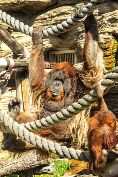 orangutan