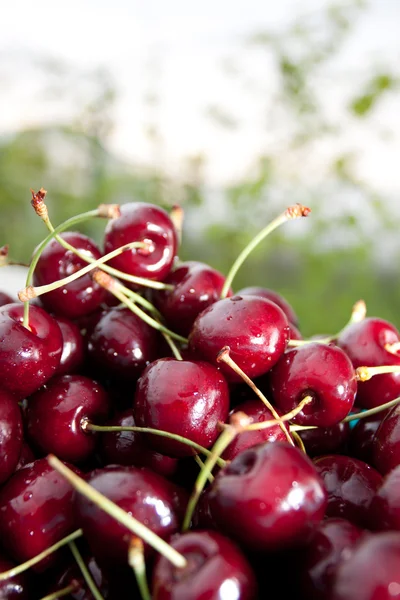 Ripe cherries — Stock Photo, Image