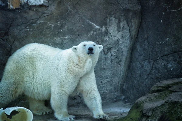 Polar bear Royalty Free Stock Photos