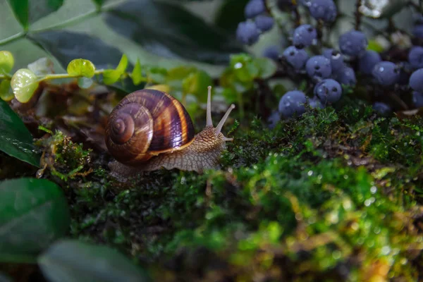 Büyük kahverengi salyangoz mahonia Holly 'ye doğru sürünüyor ve ormandaki yeşil yosunların üzerinde yakın plan bulanık arka plan ve yumuşak seçici odak, bahçıvanlık ve haşere kavramı, ormandaki makrokozm
