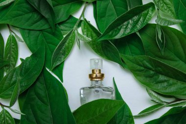 Beyaz arka planda yeşil yapraklı şeffaf parfüm spreyi, kadın aksesuarları ve kozmetik konsepti, vücut bakımı, moda, zarafet ve cazibe, reklam şablonu.