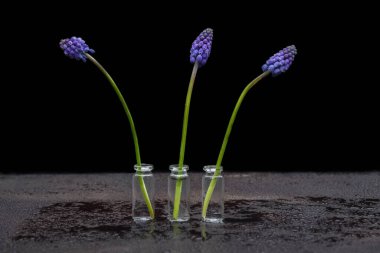 Üç mor muscari çiçeği küçük cam şeffaf vazolarda masanın üzerinde su damlaları, yumuşak bulanık arka plan, tebrik kartı konsepti, kapak tasarımı