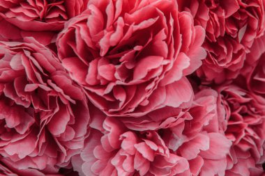 Yumuşak seçili odak, bulanık, sanat, tebrik kartı konsepti, tasarım şablonu, Sevgililer Günü, düğün ve doğum günü kapağı ve ambalaj kağıdı içeren pembe gül yapraklı yakın plan.