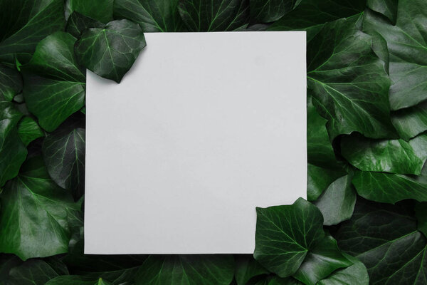 Белая бумажная карточка на фоне зеленого плюща листья крупным планом в рамке вид сверху, плоский уголок и копировальное пространство, концептуальный дизайн этикетки и обложки, рекламные экологически чистые продукты, поздравительная открытка