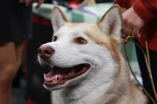 Sibirien Husky hund — Stockfoto