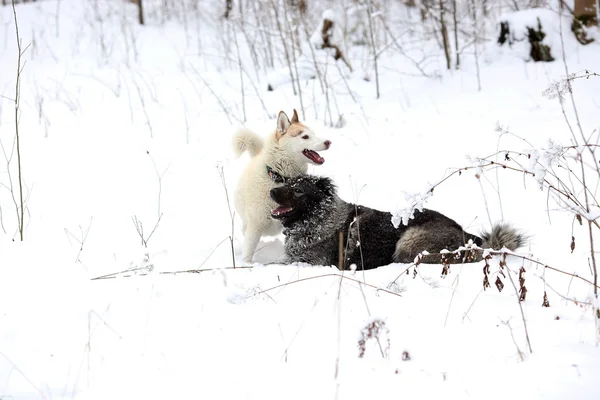 Psi si si hrají ve sněhu — Stock fotografie