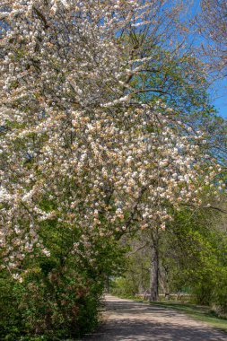 Prunus avium, genellikle leipzig, Almanya ve Avrupa Birliği 'nin merkezinde yabani kiraz olarak adlandırılır.