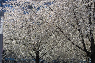 Prunus avium, genellikle leipzig, Almanya ve Avrupa Birliği 'nin merkezinde yabani kiraz olarak adlandırılır.