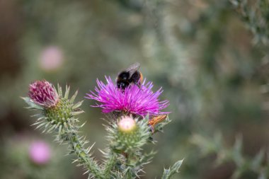 Saaletal Doğa Bölgesi 'nde mor bir devedikeni üzerinde bir yabanarısı manzarası, Saksonya Anhalt, Almanya