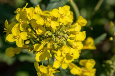 Leipzig, Almanya ve Avrupa yakınlarındaki Muldental 'de bahar aylarında kolza tohumu çiçekleri görülüyor