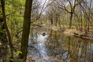 Vahşi ormanın manzarası Leipzig Riverside Fores