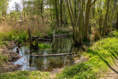 Leipzig, Saksonya, Almanya yakınlarındaki Muldental 'de su kursları olan vahşi orman manzarası