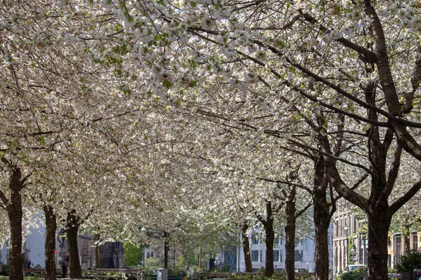 Prunus Avium Gemeinhin Als Wildkirsche Zentrum Von Leipzig Deutschland Europäische — Stockfoto