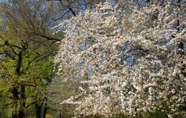 Prunus Avium Comúnmente Llamada Cereza Silvestre Centro Leipzig Alemania Unión — Foto de Stock