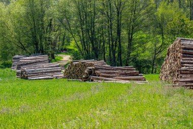 Dresden yakınlarında yıkılmış ağaç gövdelerinin görüntüsü.