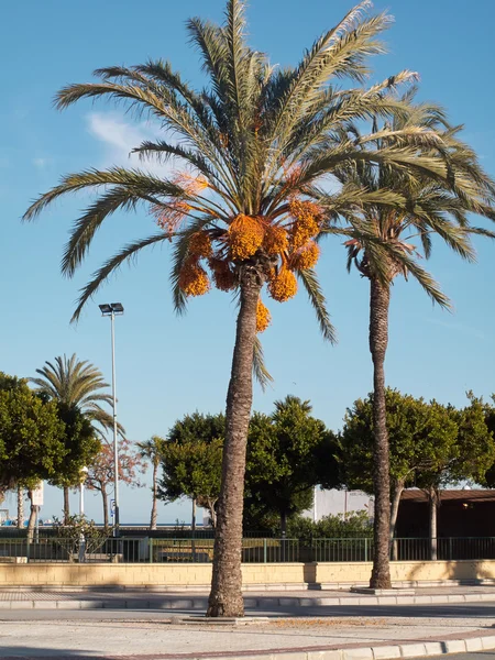 Albero delle date, vista grande — Foto Stock