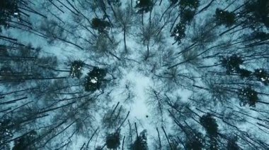 Kış ormanının havadan görünüşü. Çam ve Ladin kış geçmişi. Havadan kış manzarası. Drone ile doğal orman geçmişi. Kış ormanı..