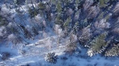 Kış ormanının havadan görünüşü. Çam ve Ladin kış geçmişi. Havadan kış manzarası. Drone ile doğal orman geçmişi. Kış ormanı..