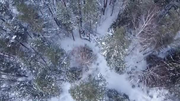 Kış Ormanının Havadan Görünüşü Çam Ladin Kış Geçmişi Havadan Kış — Stok video