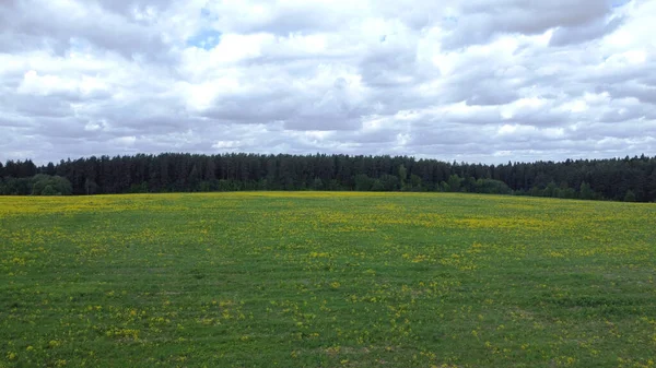 Frisch Geblümte Wiese Luftaufnahmen Feld Und Wald — Stockfoto