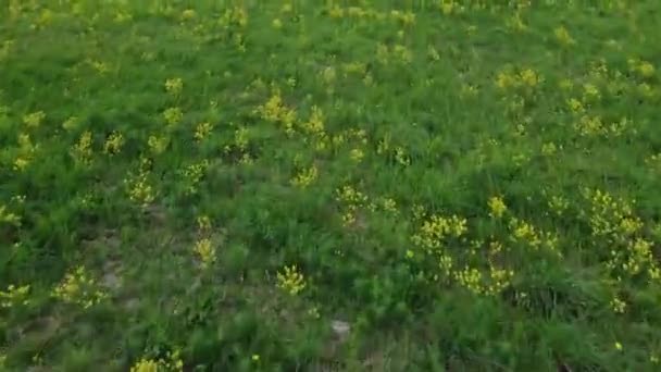 Pradera Flores Frescas Fotografía Aérea Campo Bosque — Vídeos de Stock