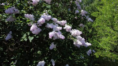 Çiçek açan leylak çiçekleri. Leylak baharda açar. Bahçede pembe leylak çiçek açar.. 