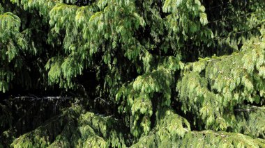 Ladin ağacı dalları. Orman doğası. Noel arkaplan bayramı sembolü iğneli her zaman yeşil ağaç. Hava fotoğrafçılığı. 