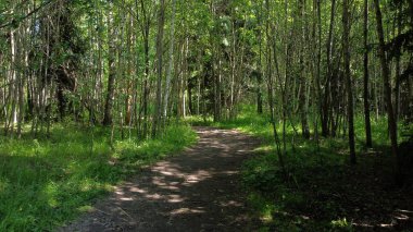Ormandaki Ağaçların Arasındaki Kirli Yol. Ormana giden yol.. 