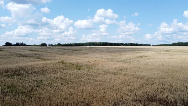 Vista Volo Uccello Sul Campo Fotografia Aerea Settore Agricolo — Foto Stock