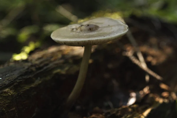 Ein Giftiger Pilz Der Gemeinhin Als Blasser Fliegenpilz Bekannt Ist — Stockfoto