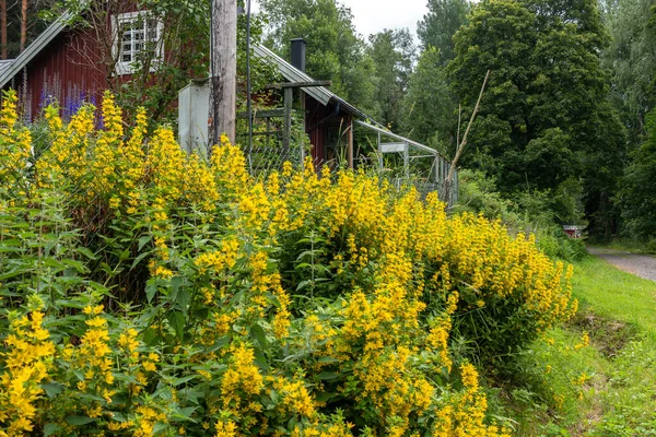 Yellow Blooming Tall Plants Front Red Swedish Cottage Overgrown Garden — Stock Photo, Image
