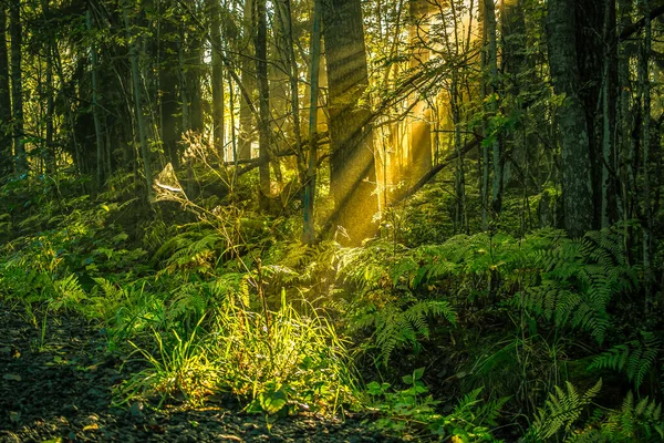 Light Flooded Forest Sunbeams — Stock Photo, Image