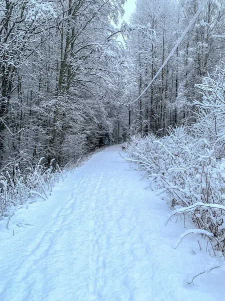 Winter with high snow in the solitude of Sweden