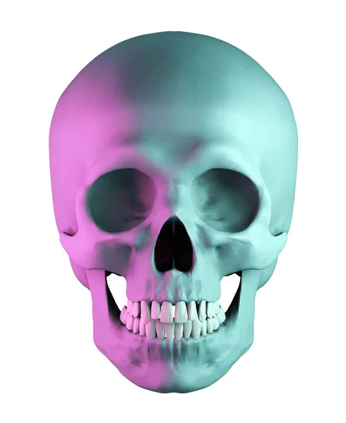 在白色背景下分离的人体解剖紫蓝色头骨 3D渲染 — 图库照片