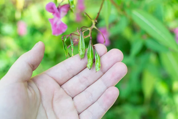 Himalayan balm seeds in hand close up photo. Policeman Helmet plant, Bobby Tops, Invasive asian plant species.