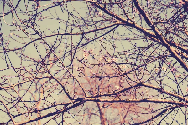 Blühender Obstbaum im Frühling, schöne Frühlingsblume — Stockfoto