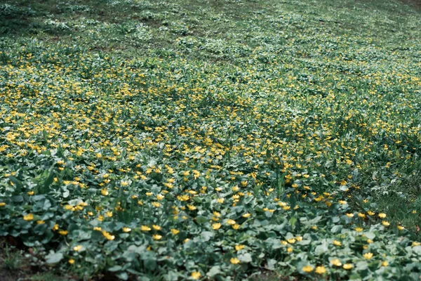 Łąka jest pokryta żółtymi kwiatami — Zdjęcie stockowe